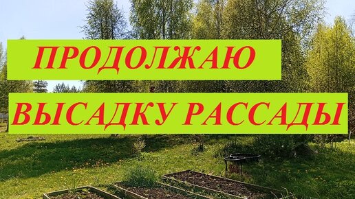 Дача - орород на 17.05.24 г. Продолжаю высадку рассады в открытый грунт. Какая ситуация по всходам тыквенных.