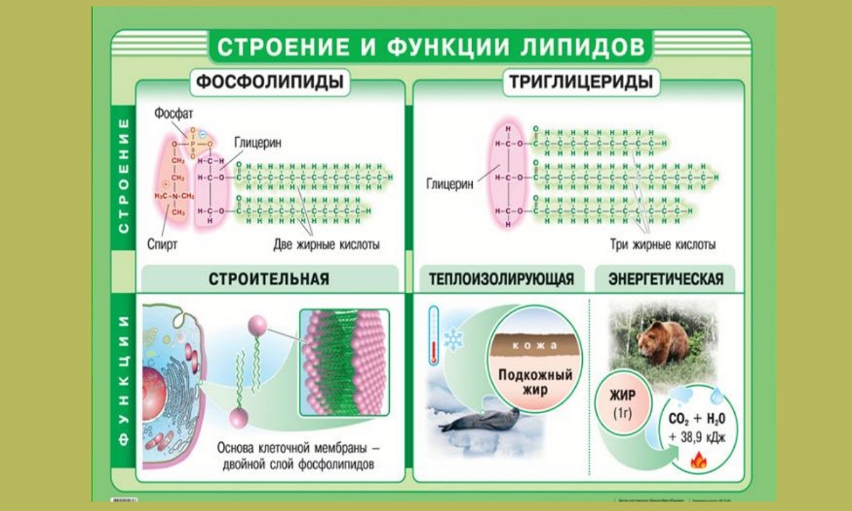 Посетила эндокринолога. Рассуждали в этот раз о триглицеридах. Как это  полезно знать каждому! | Дамы, давайте худеть вместе | Дзен