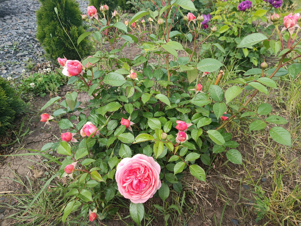 Куст уже больше, чем в конце прошлого сезона 😍