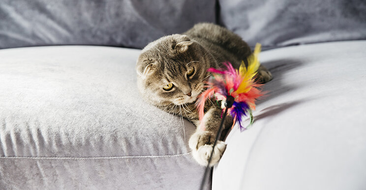 Как только в доме появляется котенок, возникает необходимость приобретения различных бытовых предметов, предназначенных для нового хвостатого друга. Маленькие котята отличаются любознательностью и активностью, поэтому им также потребуются игрушки, с которыми они смогут увлекательно проводить свой досуг. Даже взрослых кошек нередко заинтересовывают специальные игрушки, развивающие мышление, внимание, ловкость и другие полезные навыки у домашних животных.

В статье мы рассмотрим, почему котам необходимы игрушки, на что обратить внимание при выборе игрушек для котят и взрослых кошек, какие бывают игрушки для кошек, методы приучения питомца к игрушкам.

Почему кошкам необходимы игры и игрушки
Кошки – хищники по природе. У них заложены охотничьи инстинкты, которые нужно постоянно развивать. Животные, имеющие свободный доступ на улицу, развивают свои природные навыки в естественной среде, охотясь за пернатыми, мелкими грызунами и насекомыми.

Домашним кошкам разнообразить досуг помогают специальные игрушки. Активные игры благоприятно сказываются на общем физическом состоянии и здоровье питомца.

Другие плюсы игрушек для кошки:

способствуют развитию природных инстинктов и навыков;
удовлетворяют кошачьи потребности;
обеспечивают положительные эмоции для питомца;
имея собственные игрушки, кошка теряет интерес к мягкой мебели и прочим изделиям в доме, что позволяет сохранить в целостности бытовые предметы.
Игрушки особо необходимы, если в доме проживают две или более кошек. С их помощью животные снимают стресс и всю негативную энергию вымещают на игрушках, сохраняя между собой мирные дружеские отношения.

Как правильно выбрать игрушки для кошек
В зоомагазинах представлен огромный ассортимент игрушек для котов и кошек. Выбирать изделия следует по некоторым правилам.

Как выбрать игрушку для кошки:

Игрушка должна быть качественной, выполненной из экологически чистых и безопасных материалов.
На игрушке не должно быть мелких и отрывных деталей.
Хозяин должен учитывать предпочтения хвостатого друга. Одни кошки любят играть с заводными мышками, другие же увлеченно гоняются за мячиками.
Для общего развития можно купить коту многофункциональную игрушку или развивающий комплекс.
Рекомендуется приобрести кошке несколько разноплановых игрушек, чтобы у нее всегда был выбор. Это также позволит хозяину определить предпочтения пушистого друга.