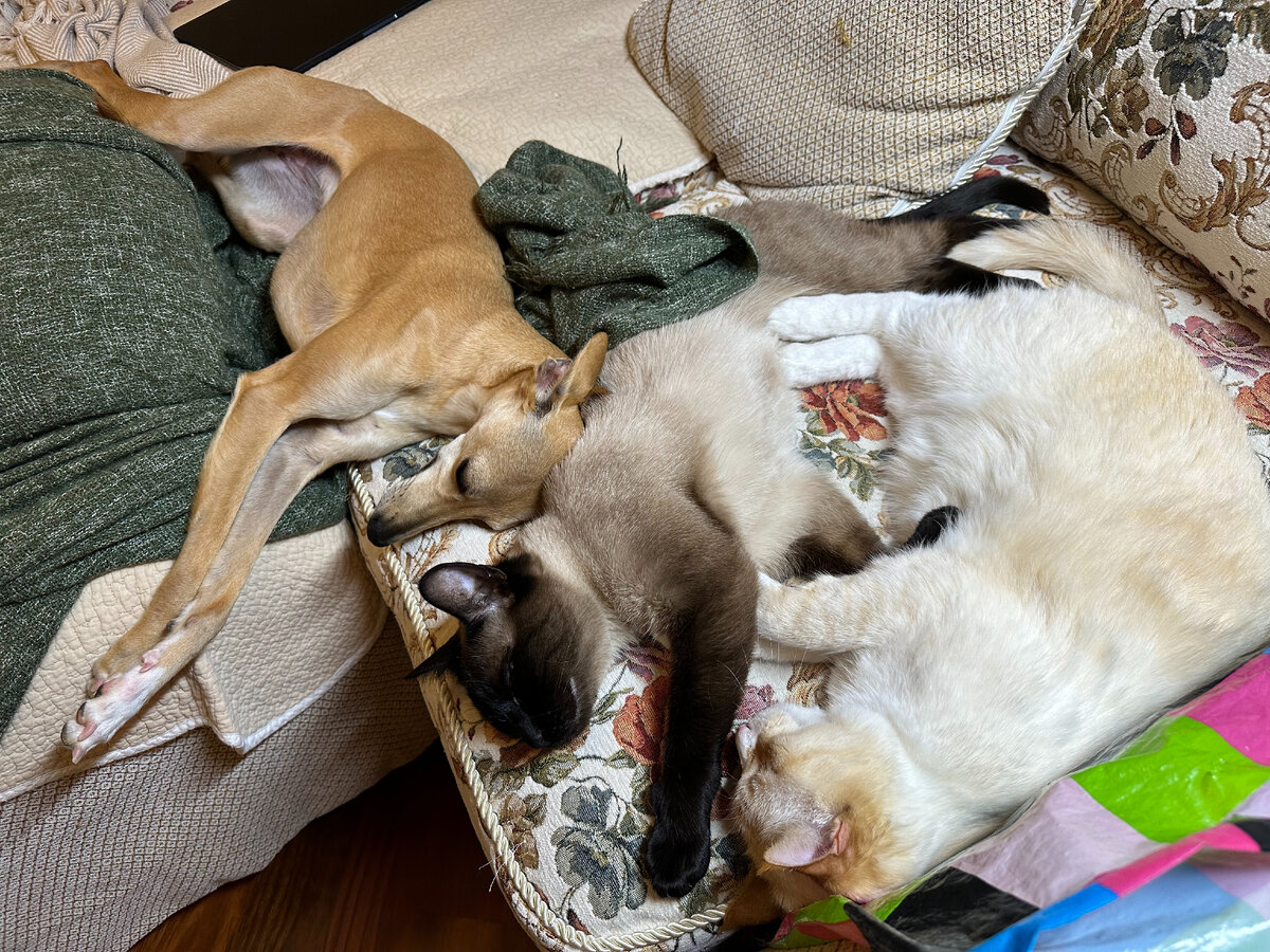 Дружная семья