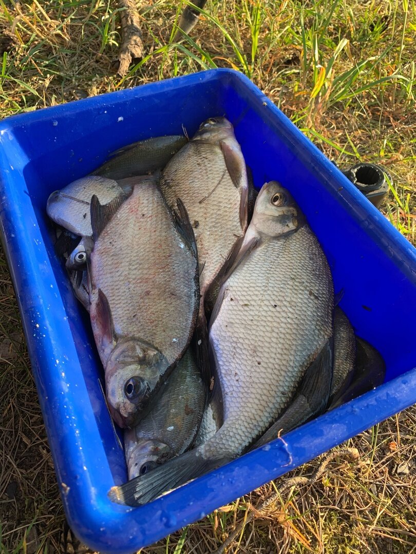 В группе "Рыболовы Слонима" журналисты gs.by поинтересовались, что рыбаки ловят на самом большом в Гродненской области Зельвенском водохранилище.-2