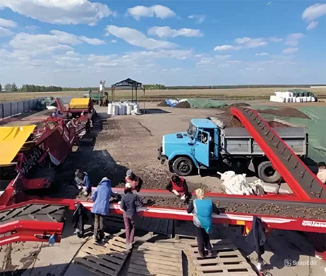 Уборка урожая топинамбура. Объёмы не впечатляют.  Фото https://newizv.ru/