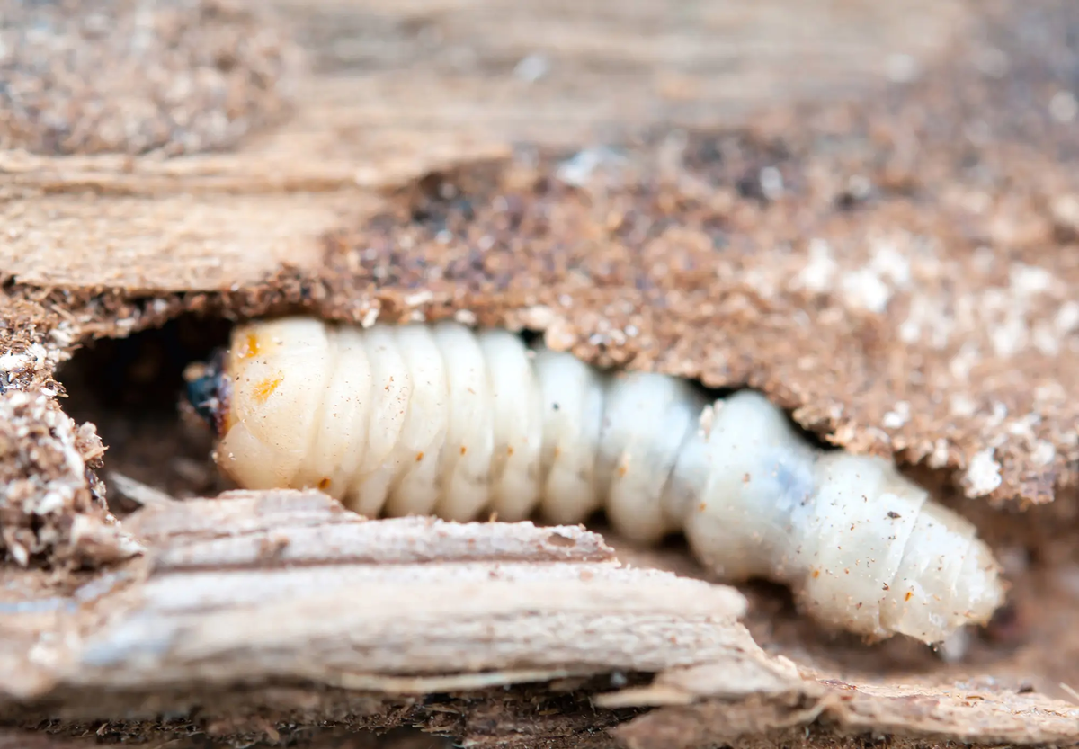 Личинка за работой.