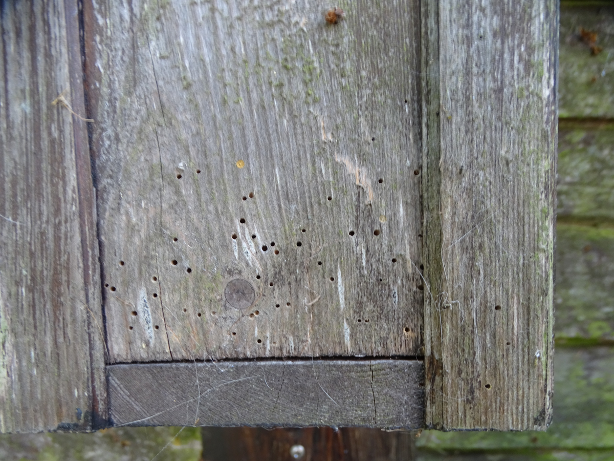 Я нашёл эту фотографию на английском форуме, где человек спрашивает, что это за точки. Удачи ему в борьбе против насекомых!