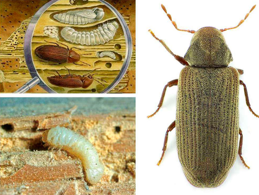 Даже внутри стула жизнь кипит!  