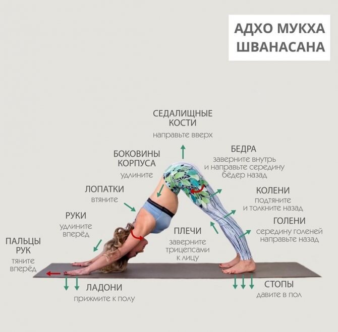 собака мордой вниз правильное выполнение