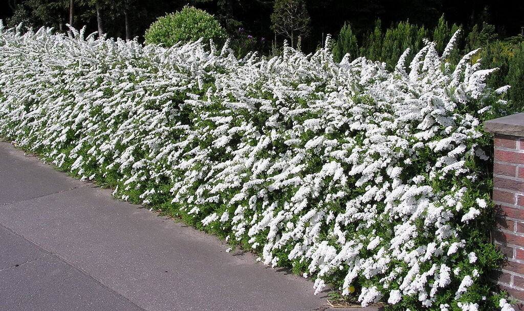 Источник: pokayadoma.ru