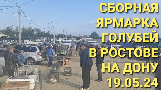 Сборная ярмарка голубей в Ростове на Дону. Птичий рынок 19.05.24.