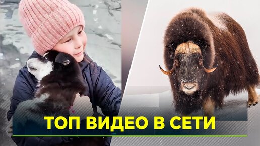 Овцебыки на дороге и белые мишки в море: топ лучших видео Ямала за неделю