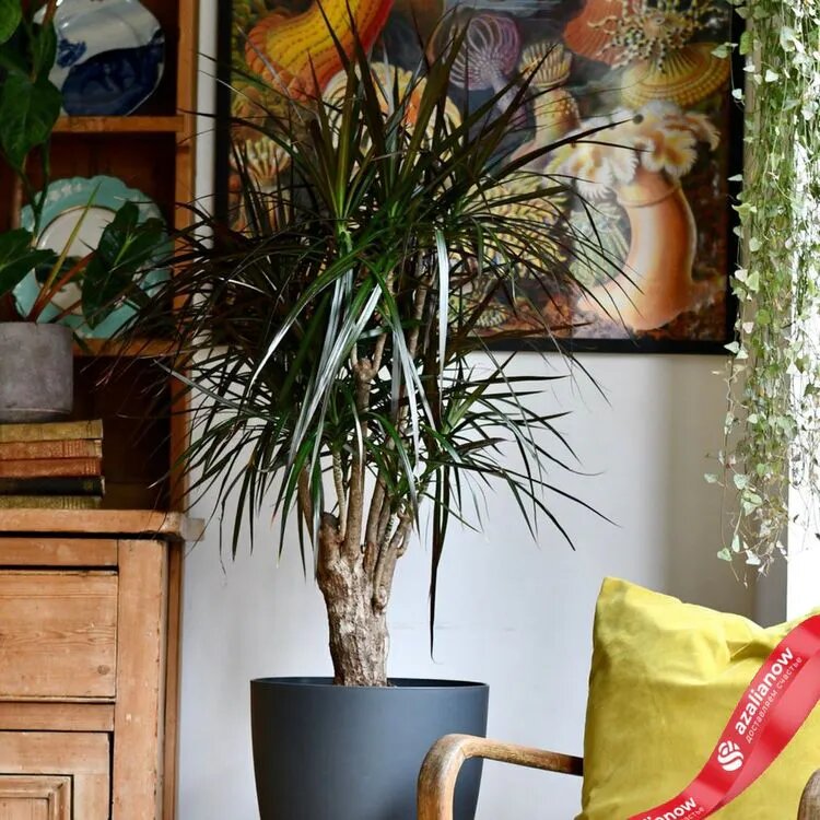  Фото: Драцена маргината в горшке от AzaliaNow