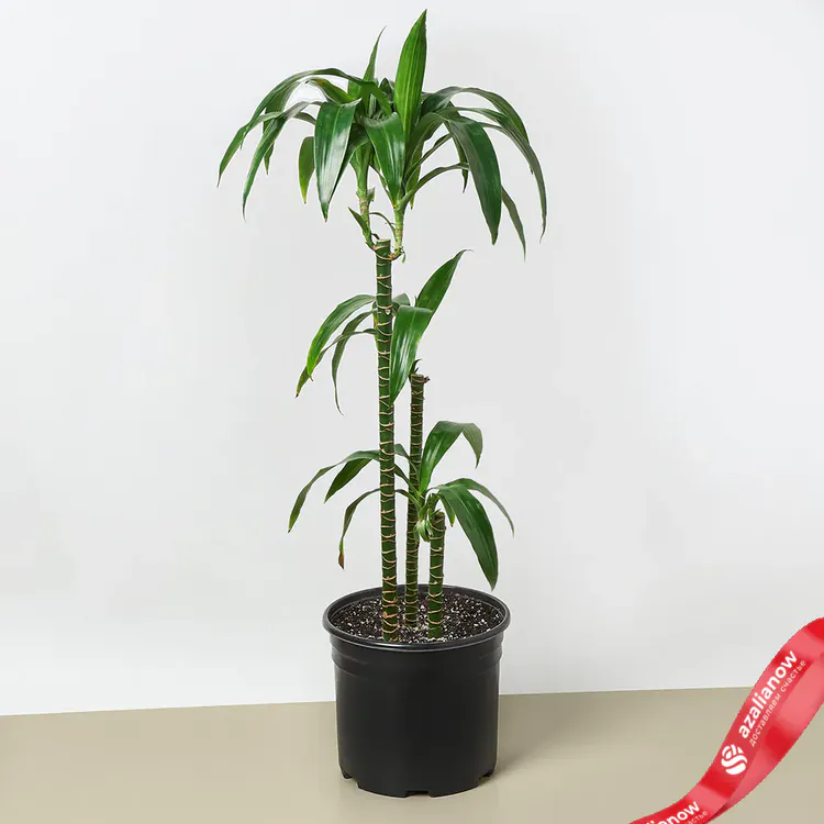 Фото: Драцена Элеганс от AzaliaNow