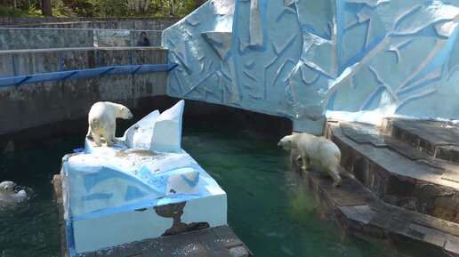 Водное шоу Герды с медвежатами. Медведи распрыгались. 17.05.2024