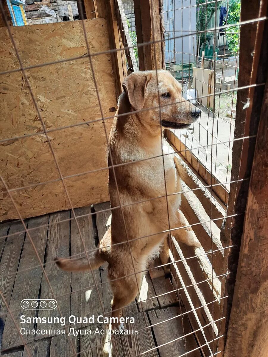 Даша. Ничья собака | приют 