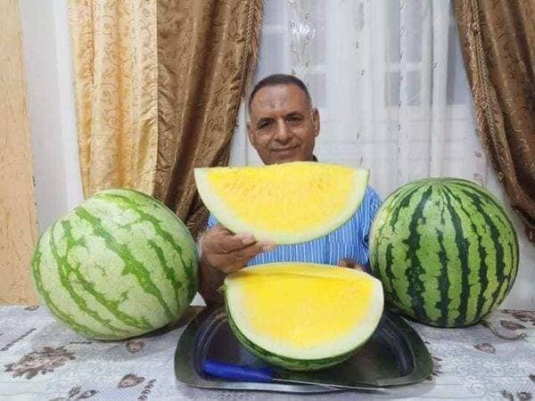 Доктор Ахмед Ибрагим — выдающийся ученый из Египта, который прославился своими революционными достижениями в области селекции арбузов. Он стал первым египетским и арабским ученым, вырастивший красный и желтый арбуз без косточек.