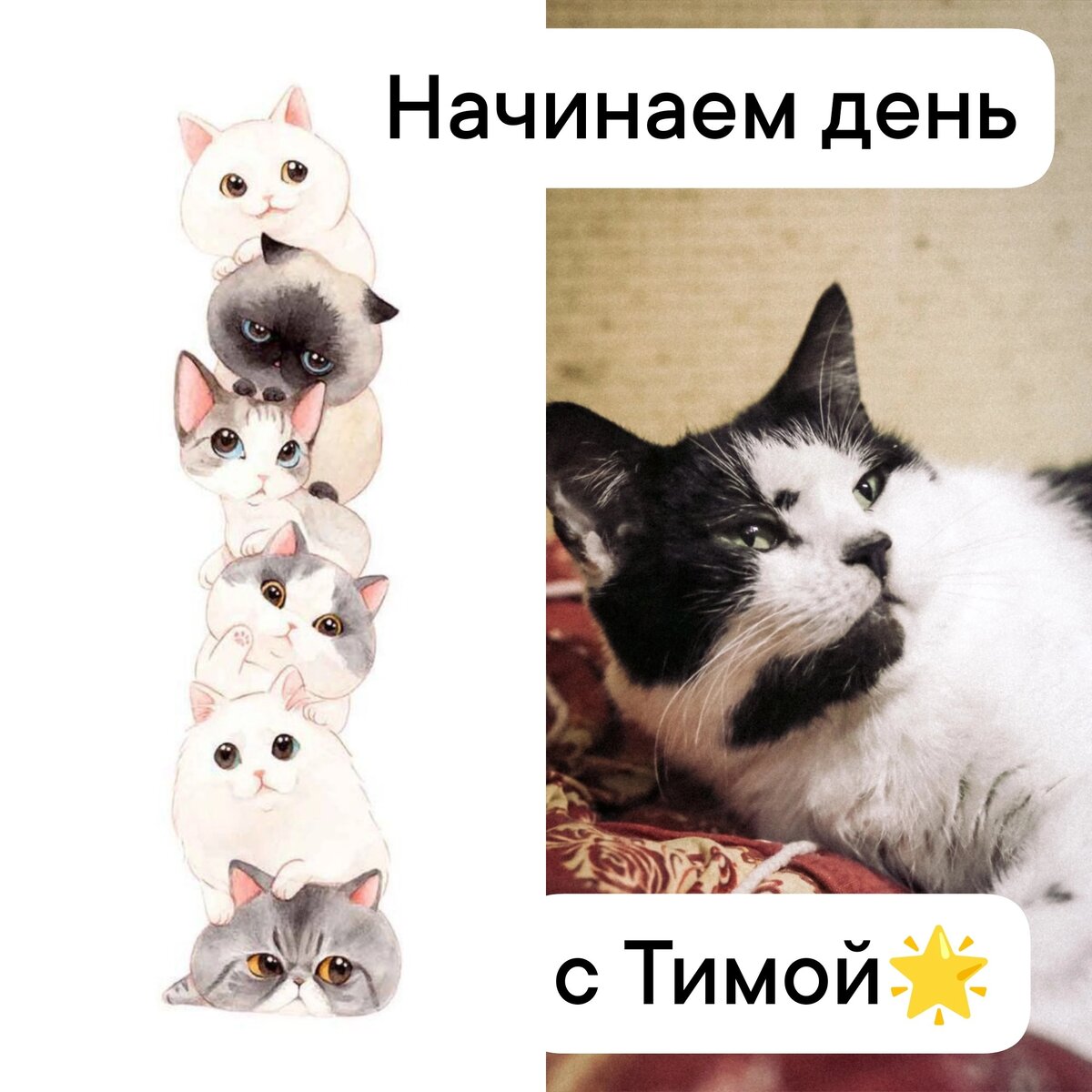 Кот Тима мечтает о доме 🐾😻 | Приют для кошек 