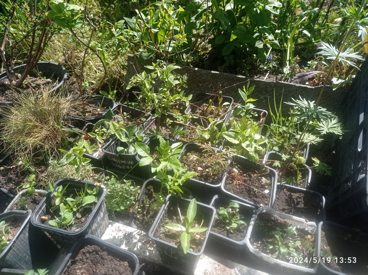 под деревьями