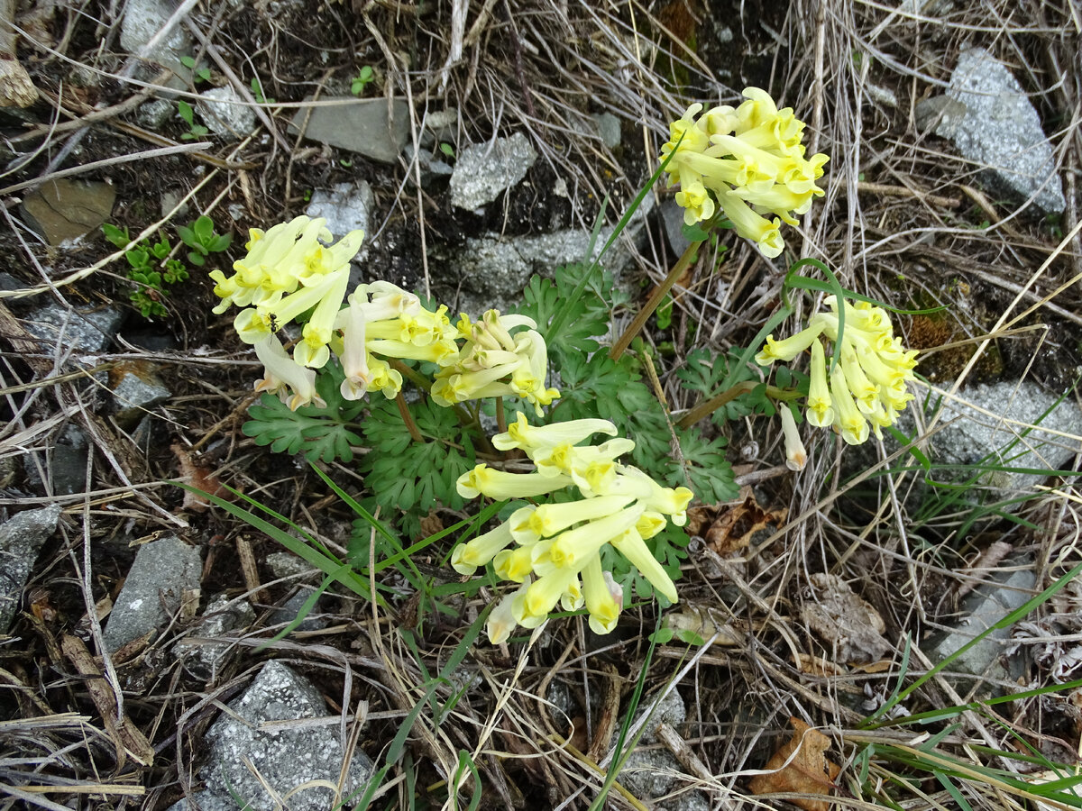 А вот на полуострове Кони и в районе Атаргана она желтая!