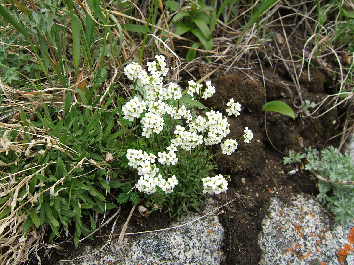 В июне появляются мелкие белые цветки крупки уссурийской.