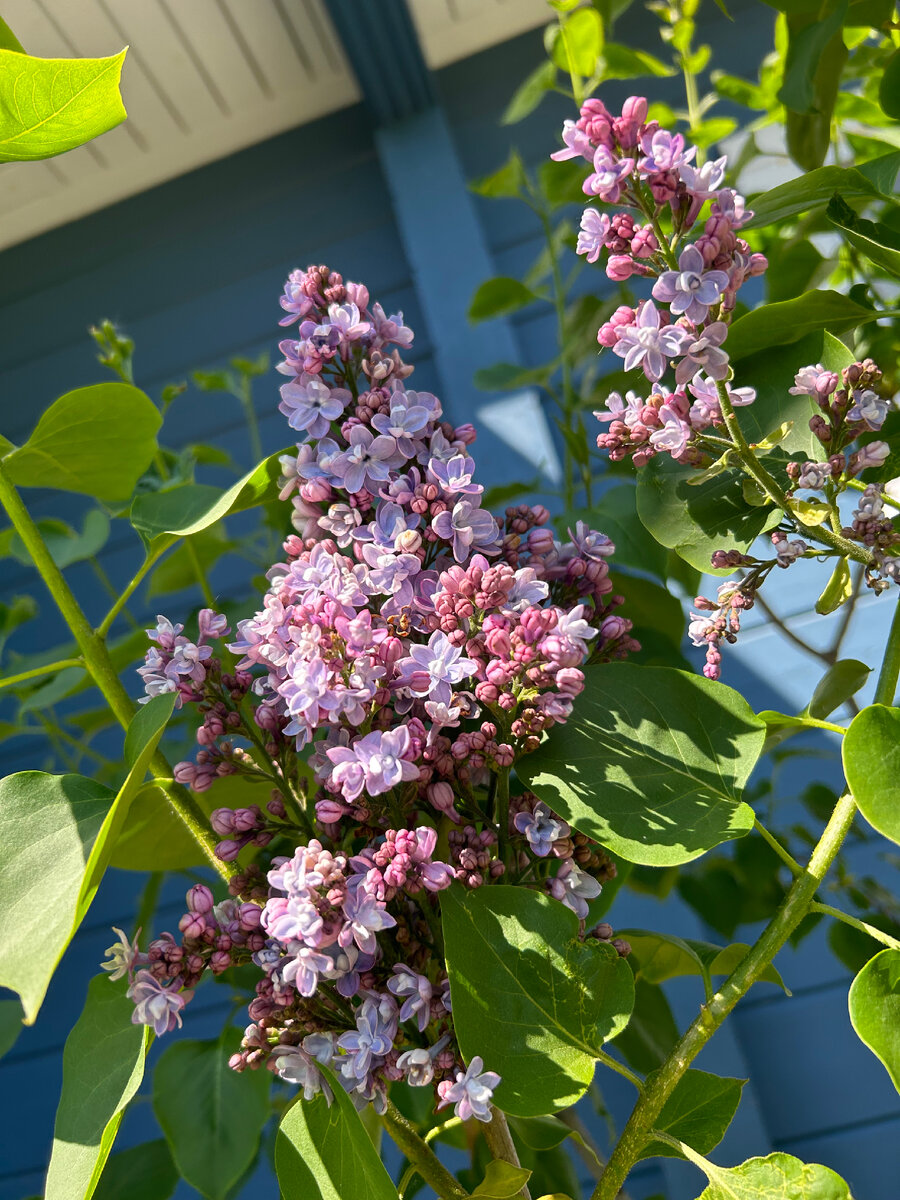 Цветет сирень «Мишель Бюхнер»