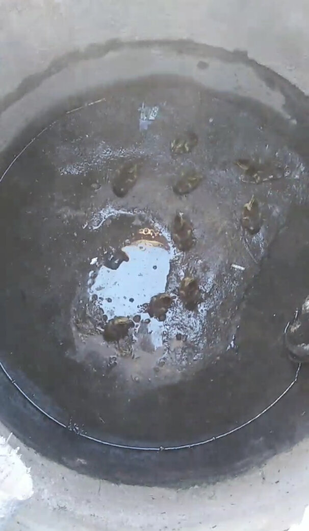    Скриншот видео Telegram-канала аварийно-спасательной службы ЛО.