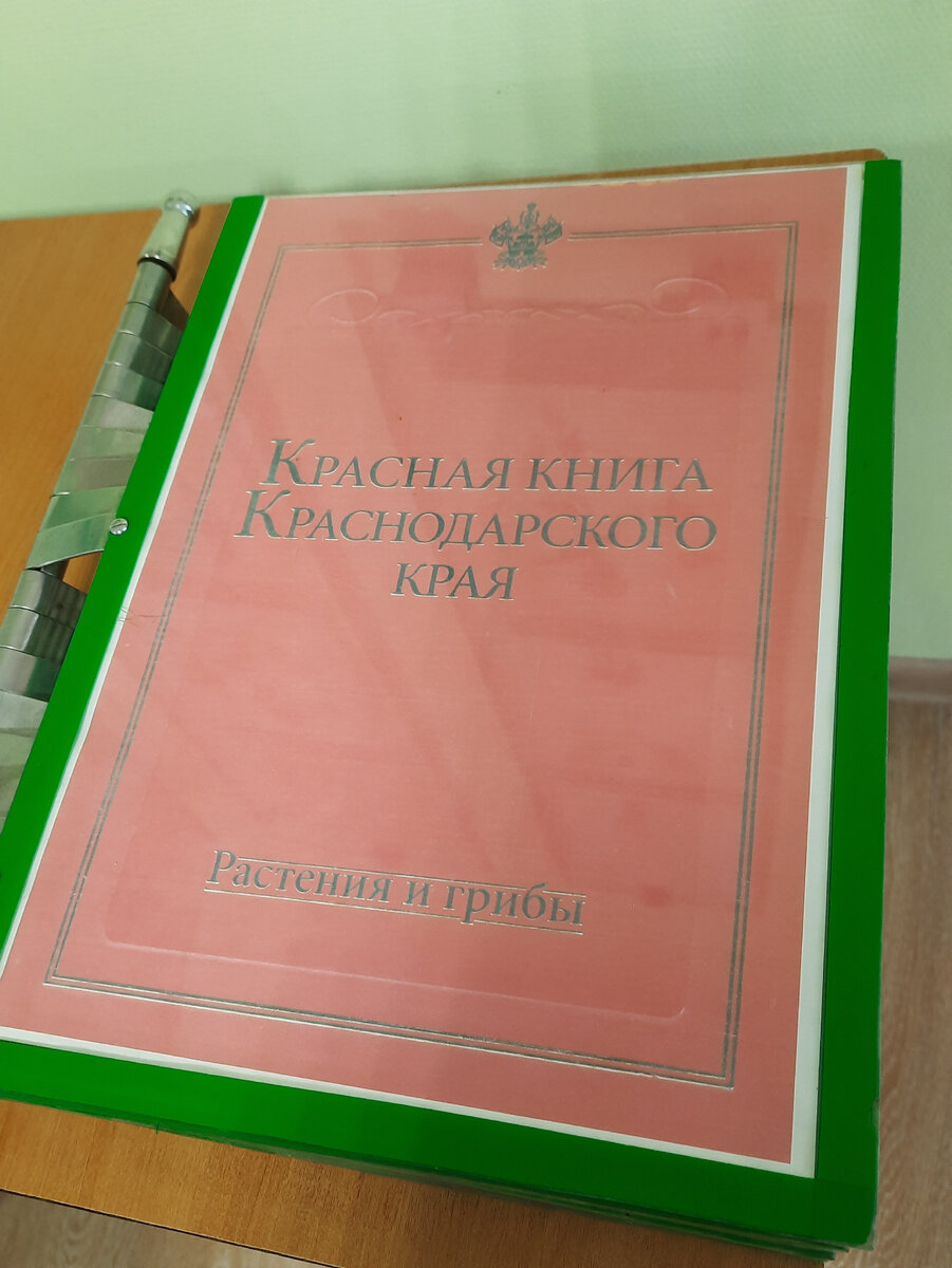 Дневничок😉. Цены на ярмарке, Ночь музеев, Ростикс и прогулка по городу |  Пенсионерам не сидится | Дзен