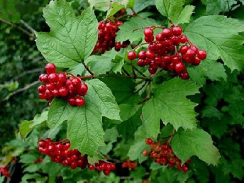 Калина красная. Изображение из открытых источников