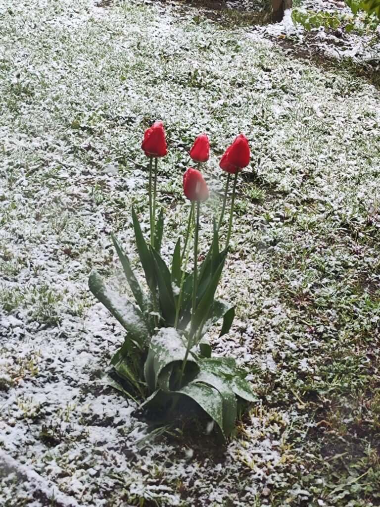 Тюльпанам точно ничего не сташно!