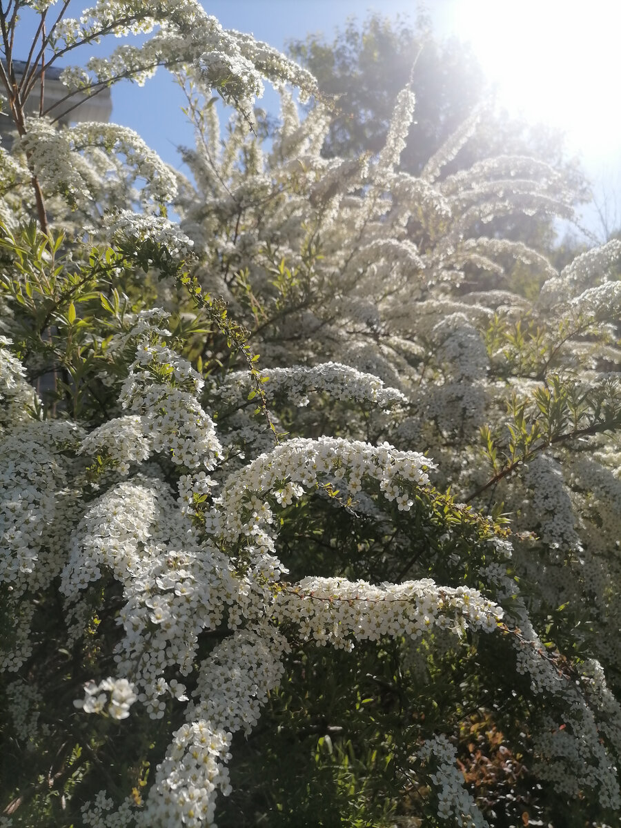 Спирея в моем саду, не имеет никакого отношения к названию статьи, зато, как пахнет))) 