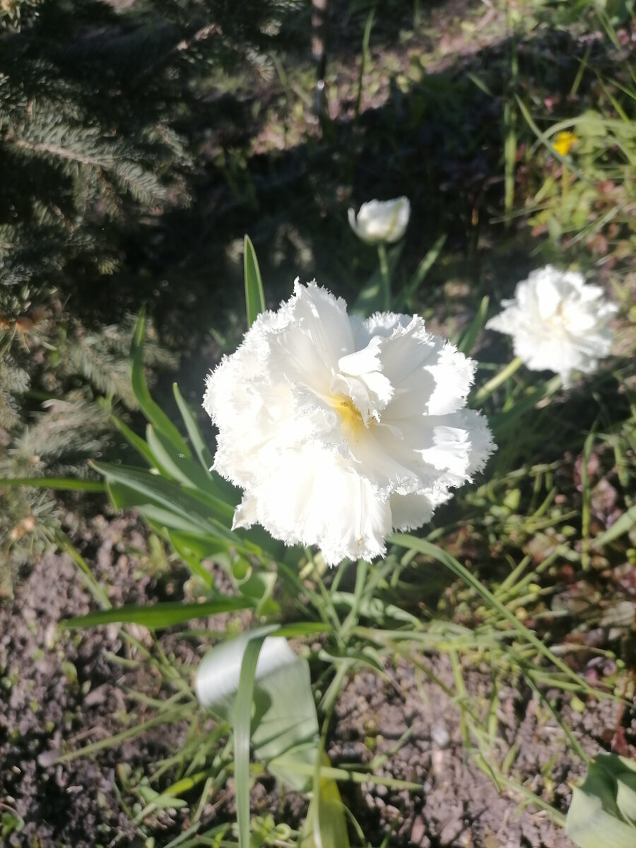 Ну не растут у нас не сандалы, не скандалы, а вот белые тюльпаны, пожалуйста) 