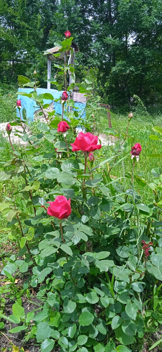 На моих фото лучше всего получается задний план)😊 Просто розы с других позиций не такие красивые)