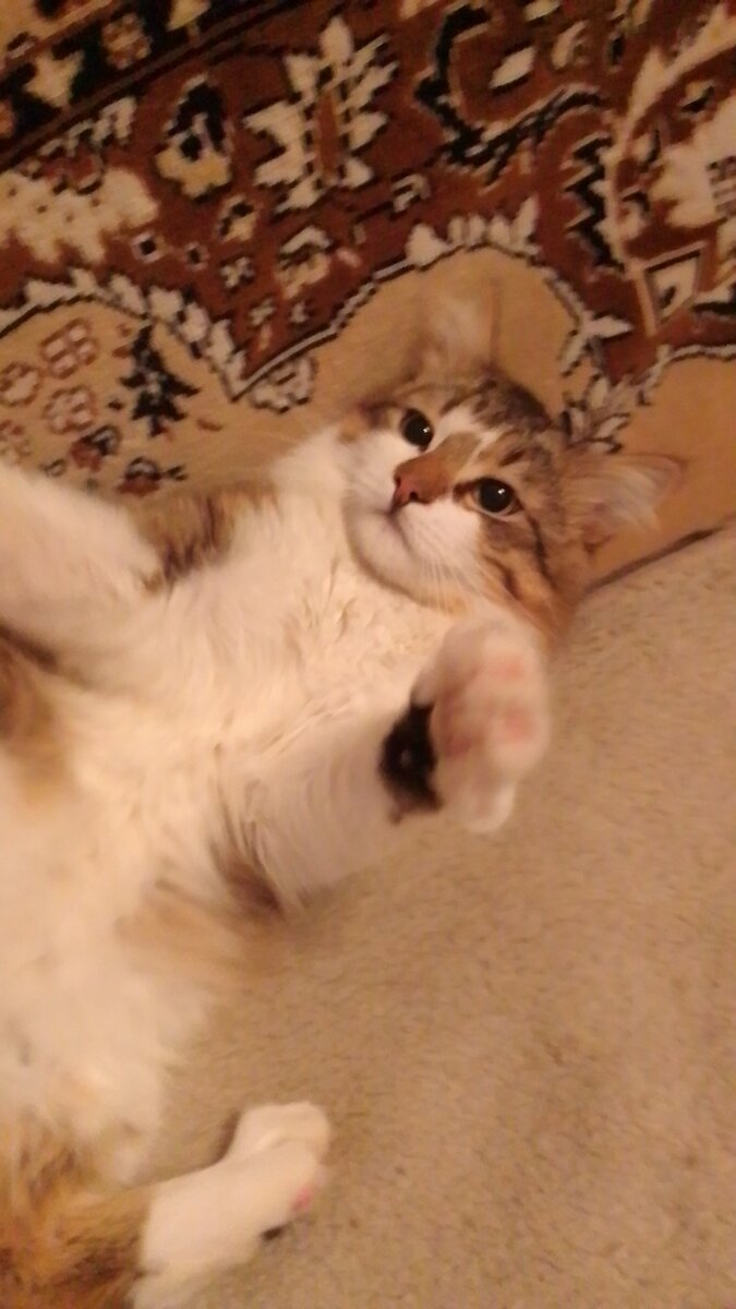 Кузя-Юрколап