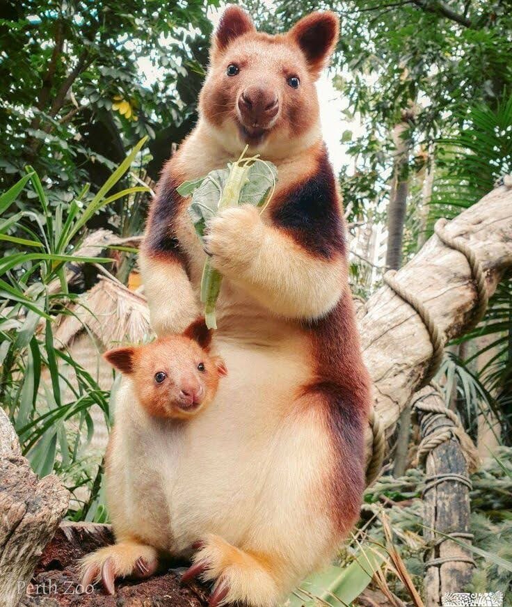 Древесный кенгуру