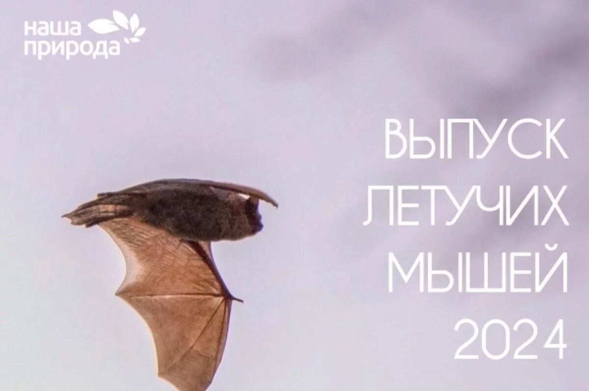    Воронежцев приглашают посмотреть на выпуск летучих мышей