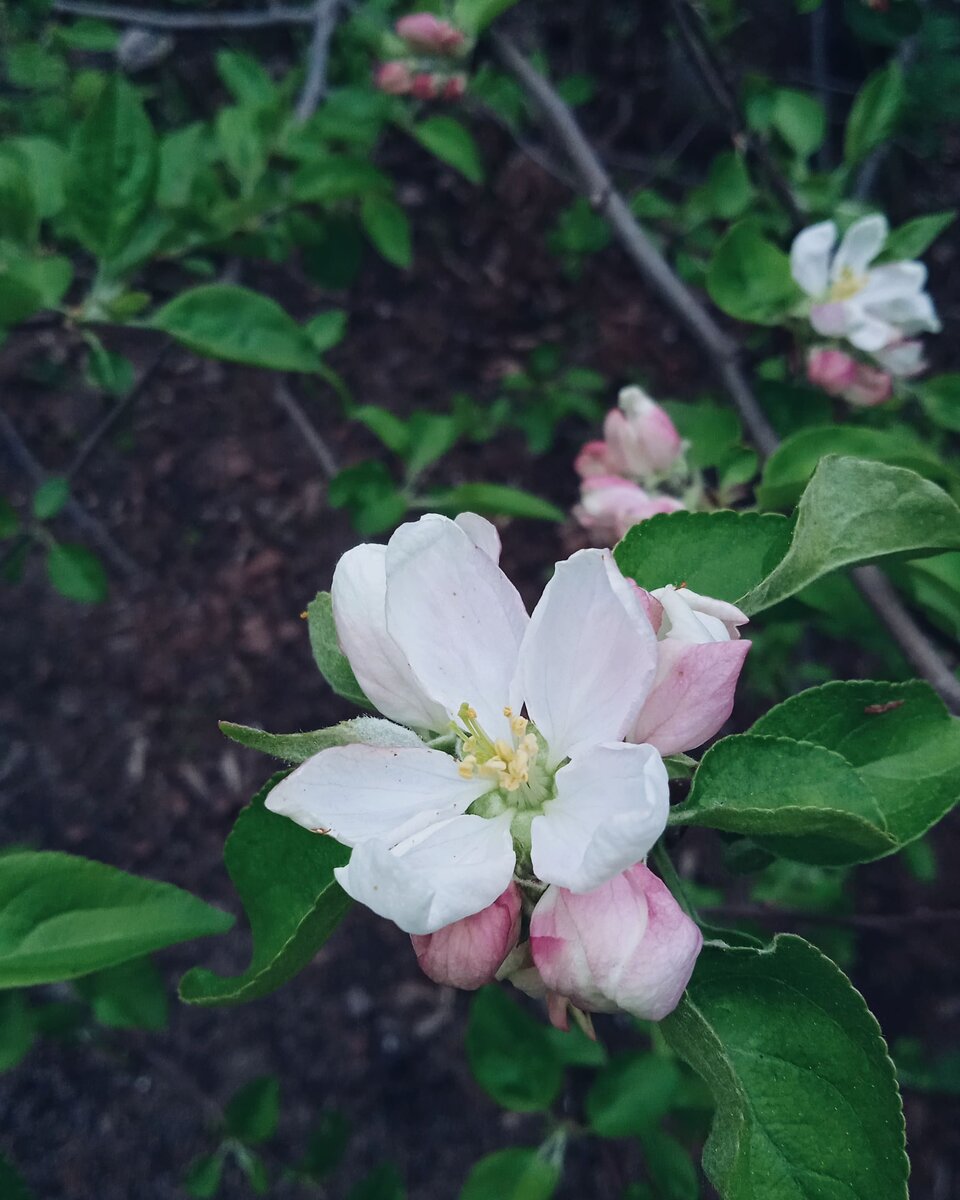 Сфотографировала сегодня, пусть будет для красоты) 