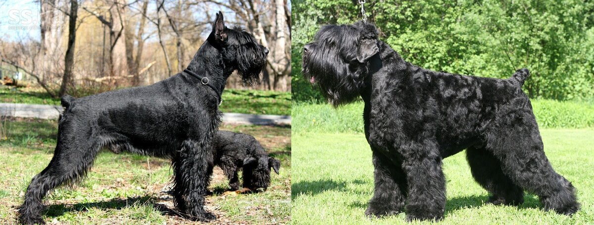 Фото из галереи Яндекса