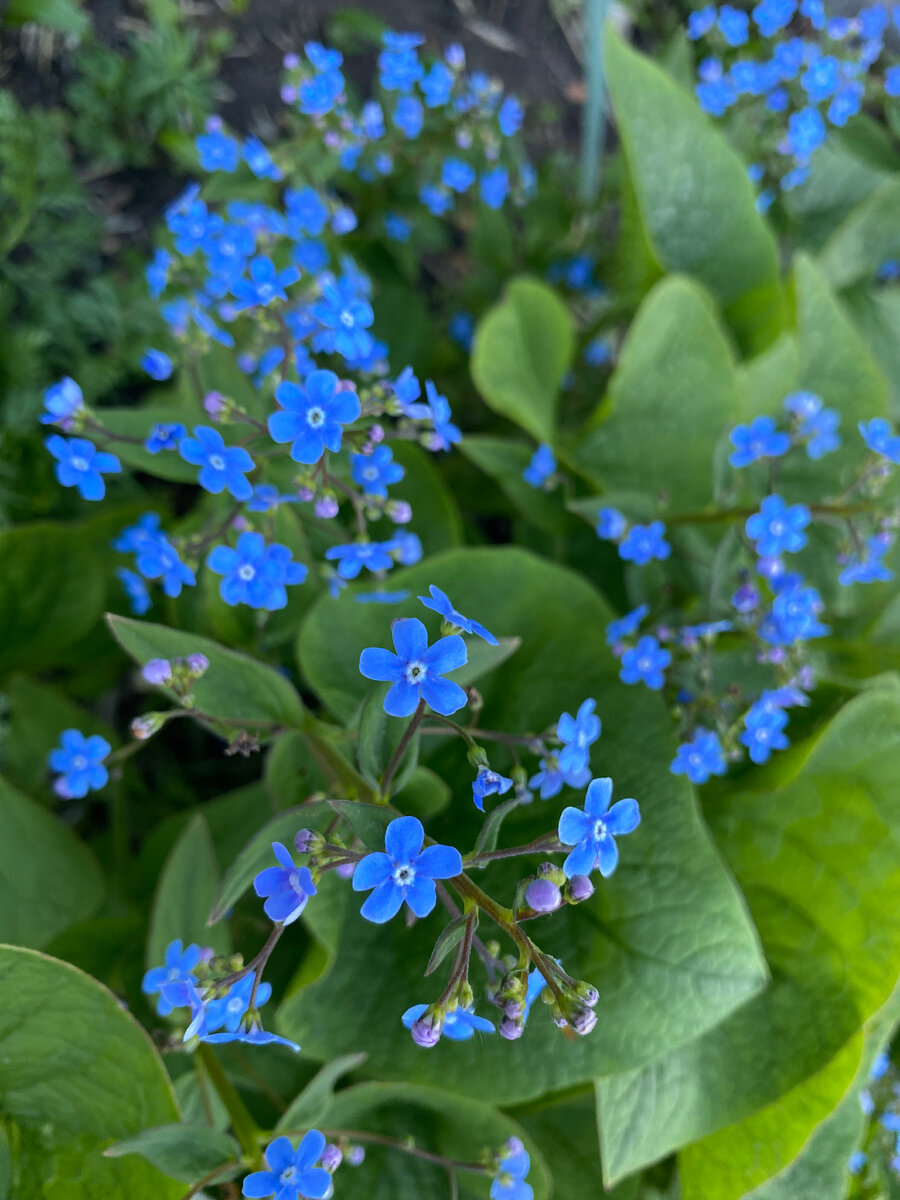 Красавица брунера❤️ Аж глазам больно от этой синевы!