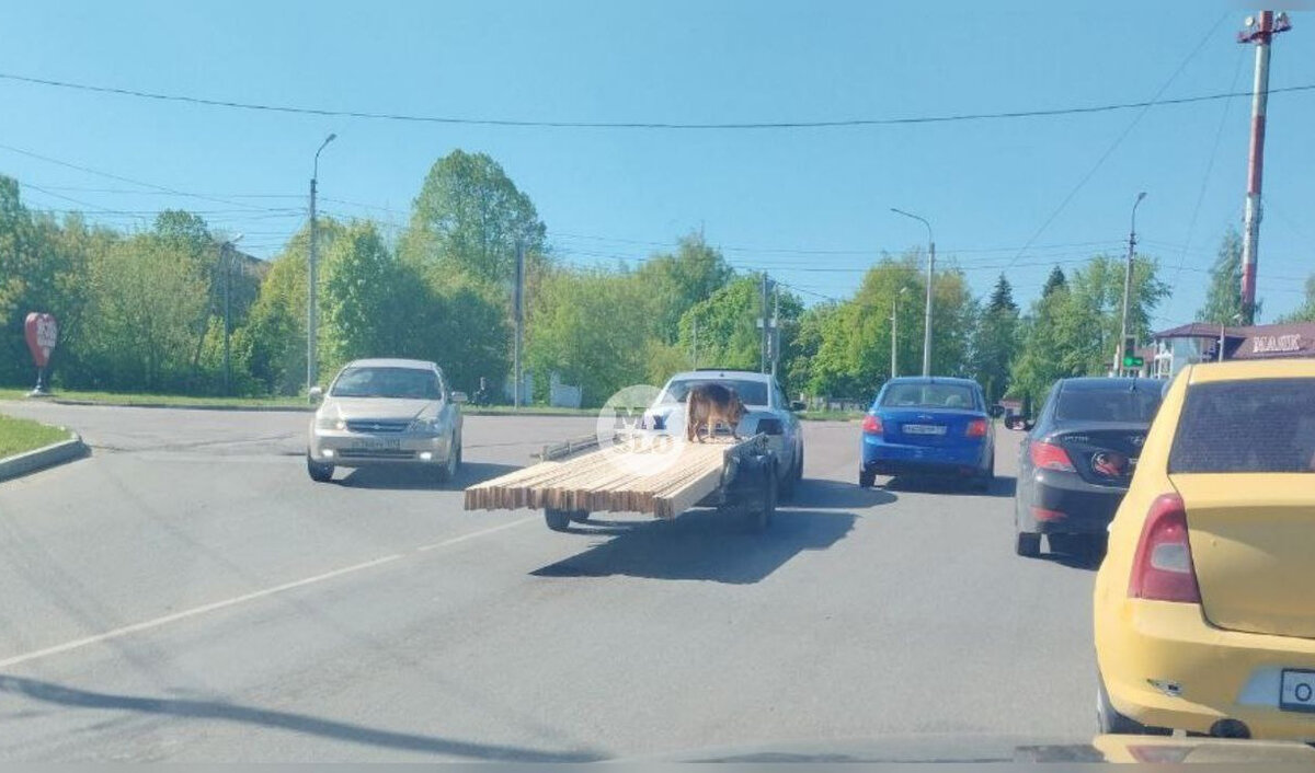 В Щекино водитель транспортировал в прицепе доски, на которых балансировала  овчарка | Myslo.ru | Дзен