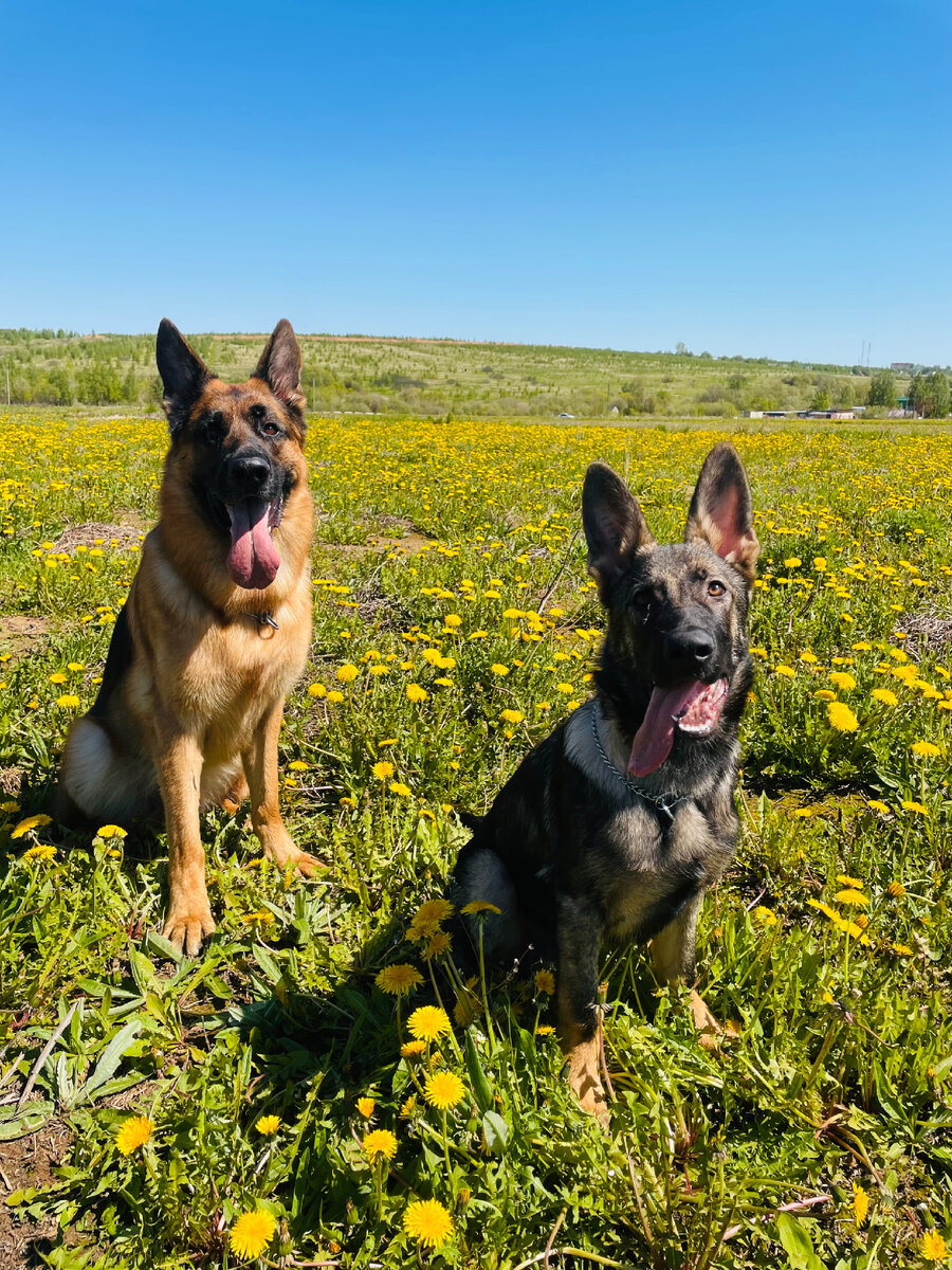 Просто фото (Расмус и Ичи)