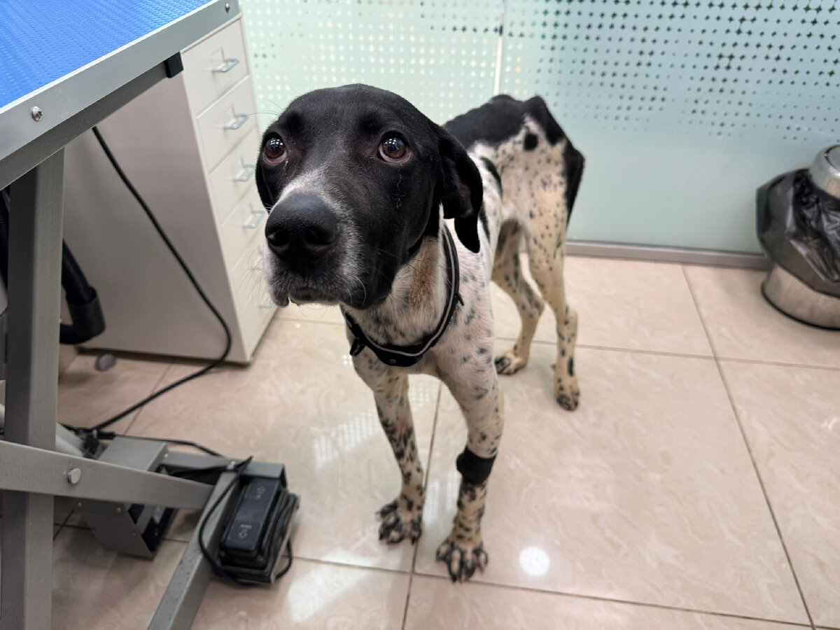 Ося приехал в Подмосковную клинику 