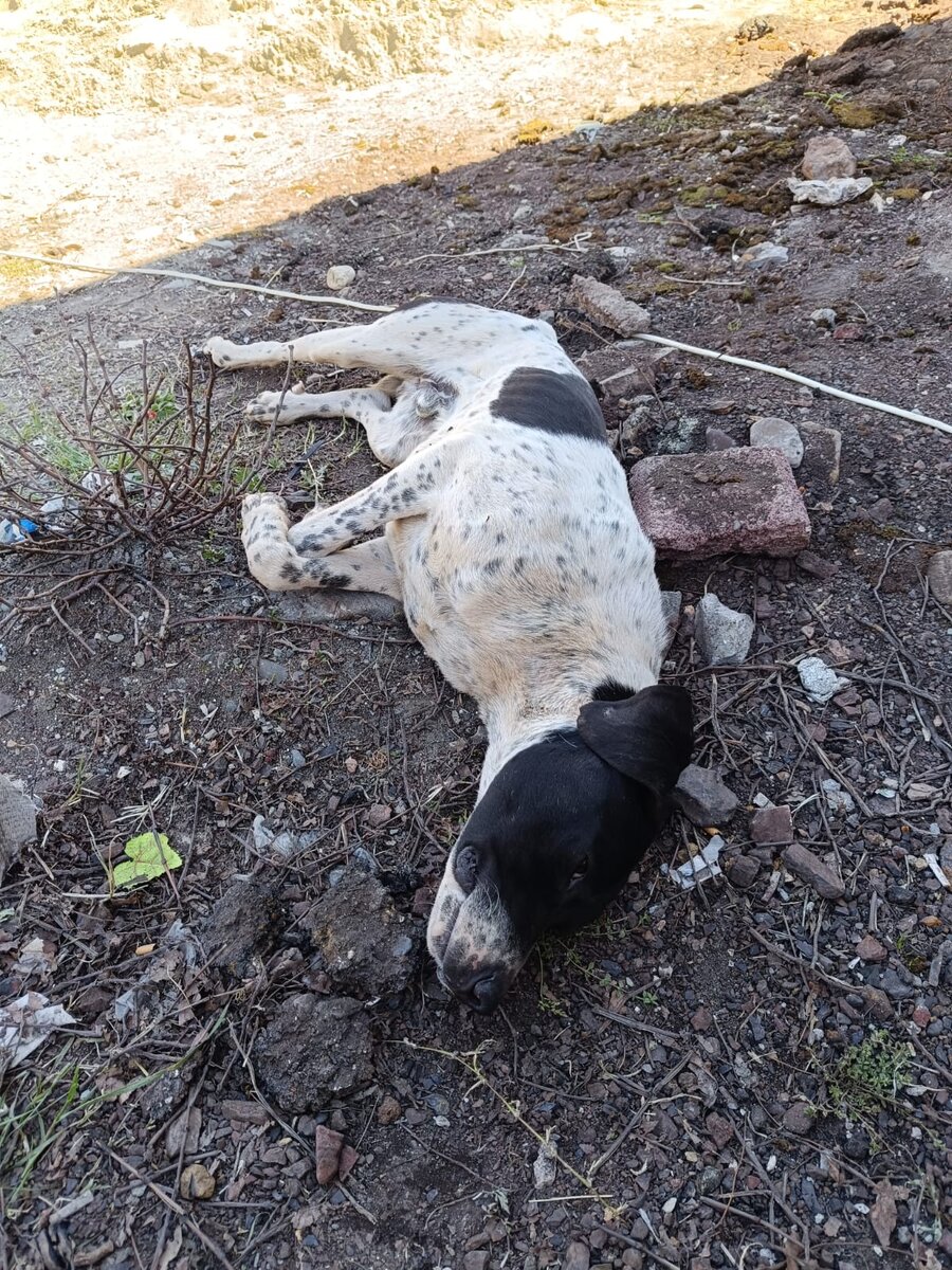 Ося в Абхазии 