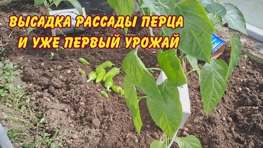 высадка рассады перца и уже первый урожай)))