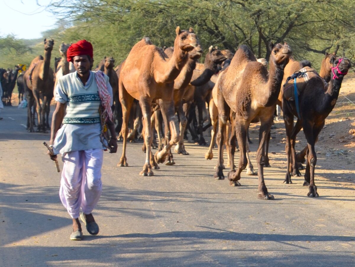 Стадо верблюдов. Индия. Фото автора.
