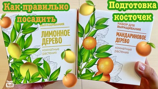 Набор для выращивания Лимонное 🍋и Мандариновое🍊дерево🌳Как правильно подготовить косточки?!🪴Посадка!