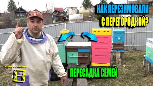 ПЕРЕСАДКА СЕМЕЙ. КАК ПЕРЕЗИМОВАЛИ СЕМЬИ В ОДНОМ УЛЬЕ С ПЕРЕГОРОДКОЙ? ДЛЯ НАЧИНАЮЩИХ ПЧЕЛОВОДОВ 24-13