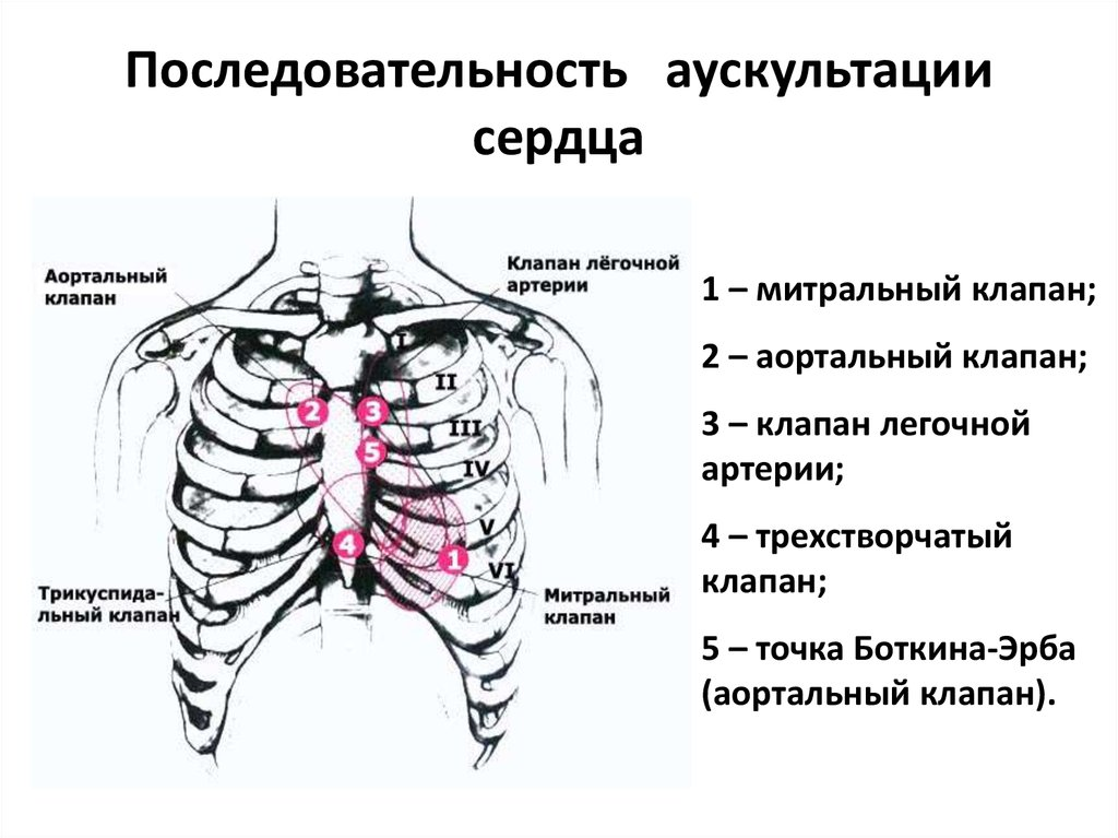Аускультация сердца фото