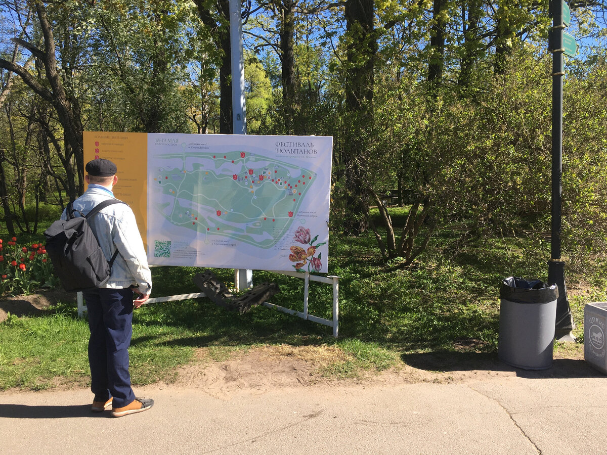 Смотрим на схъему произростания тюльпанов