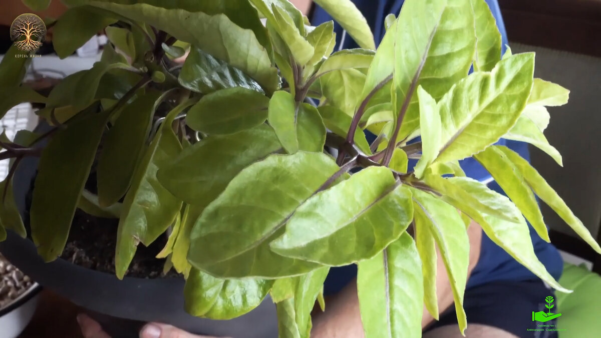 Это оно, легендарное растение Джинура