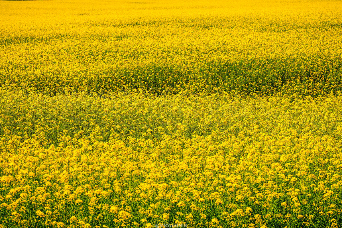 Еще три дня назад рапсовые поля Калининградской области раскрашивали мир ярко-желтыми красками, а сегодня еле-еле нашел последнее, оставшееся желтым и не сбросившим цветы.-2