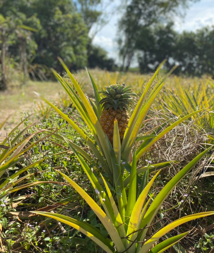 Наглядный пример, как растет ананас 